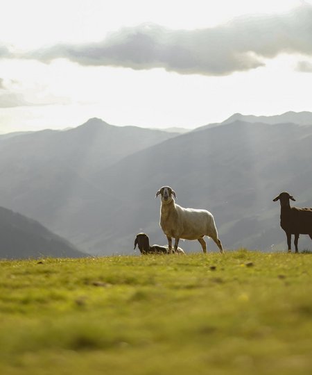 Wandern in Saalbach Hinterglemm