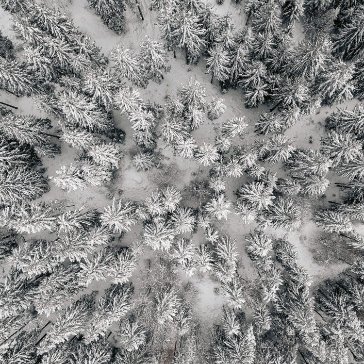 Angebote Wald mit Bäumen von oben fotografiert im Winter